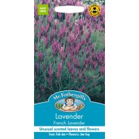 UK/FO-LAVENDER French Lavender - image 1