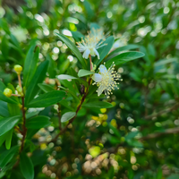 Lemon Myrtle
