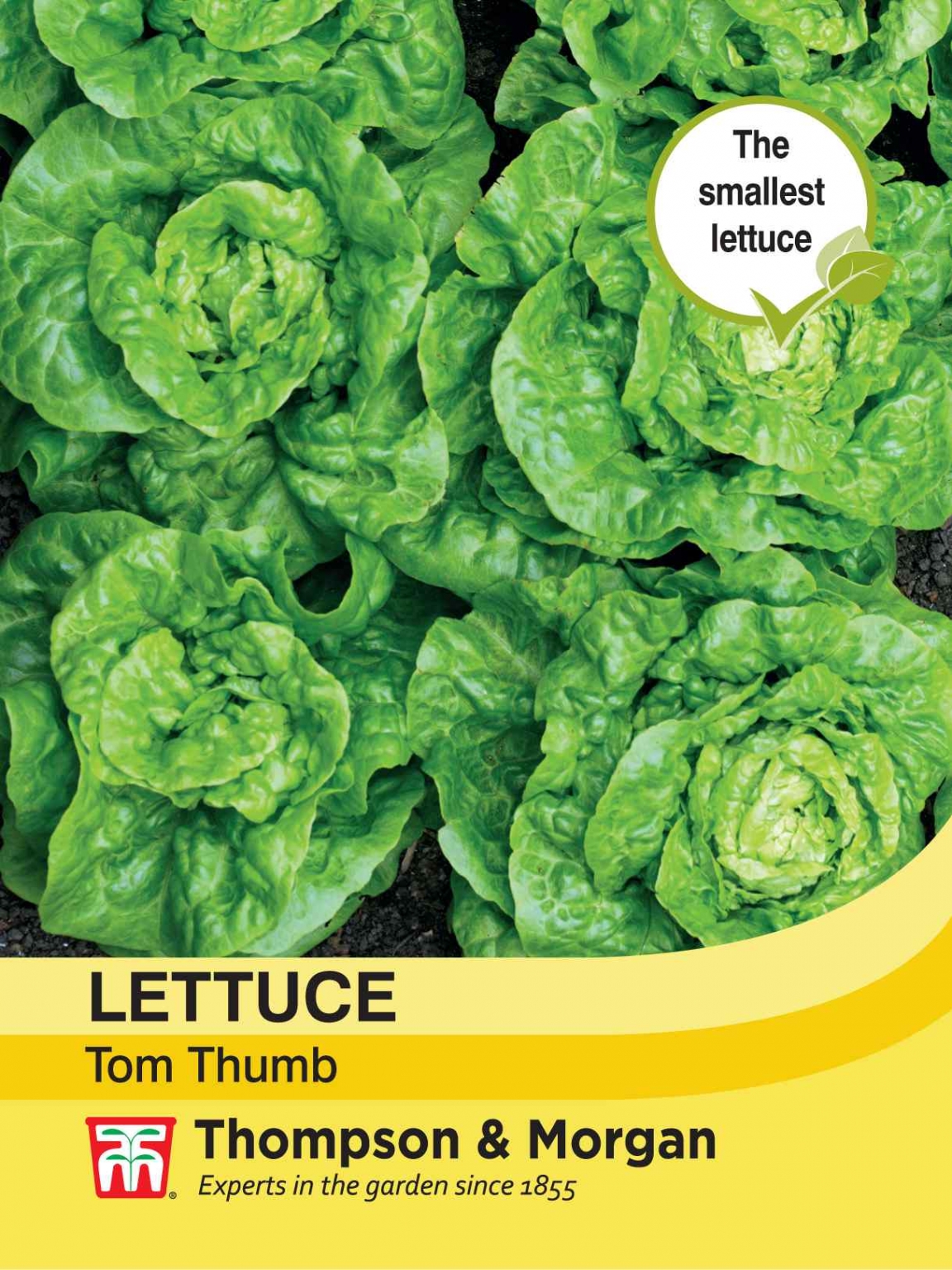 Lettuce Tom Thumb Thirsk Garden Centre