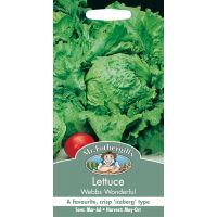 UK/FO-LETTUCE Webbs Wonderful - image 1