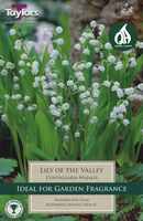 LILY OF THE VALLEY 10 pack