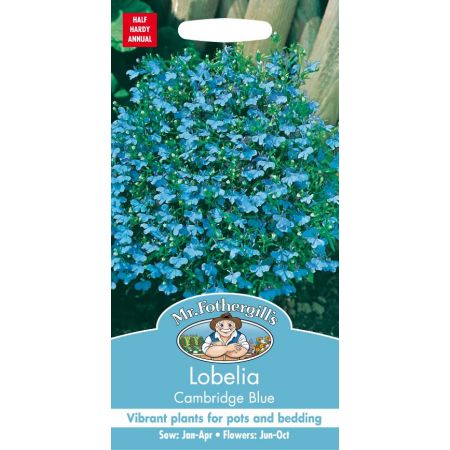 UK/FO-LOBELIA Cambridge Blue - image 1