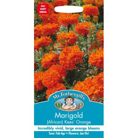 UK/FO-MARIGOLD (African) Kees' Orange - image 1