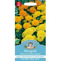 UK/FO-MARIGOLD (African) Sahara Mixed - image 1