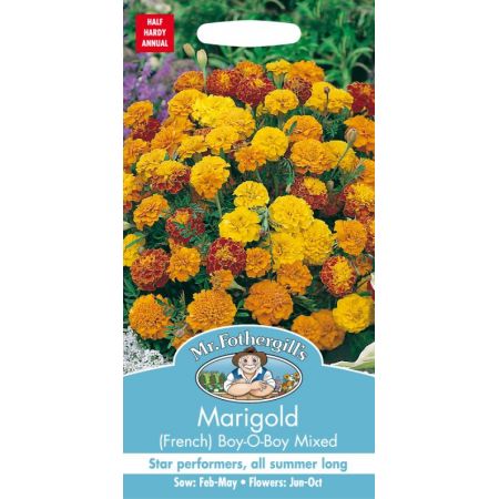 UK/FO-MARIGOLD (French) Boy-O-Boy Mixed - image 1