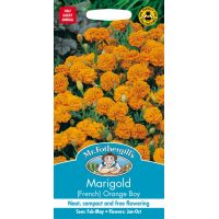 UK/FO-MARIGOLD (French) Orange Boy - image 1