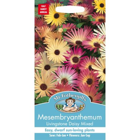 UK/FO-MESEMBRYANTHEMUM Livingstone Daisy Mixed - image 1