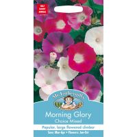 UK/FO-MORNING GLORY Choice Mixed - image 1