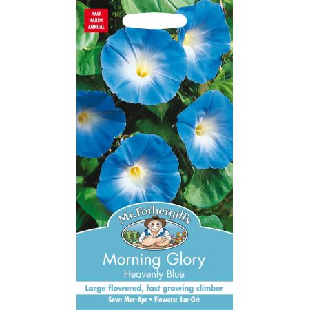 UK/FO-MORNING GLORY Heavenly Blue - image 1