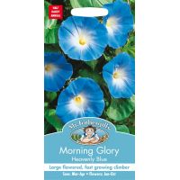 UK/FO-MORNING GLORY Heavenly Blue - image 1