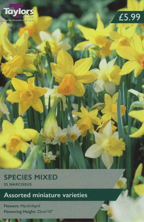 NARCISSI 50 MIXED