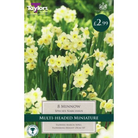 NARCISSI MINNOW
