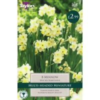 NARCISSI MINNOW