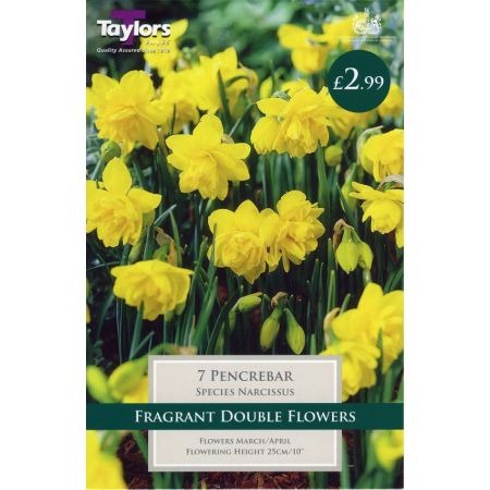 Narcissi Pencrebar