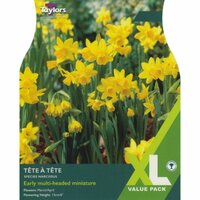 NARCISSUS TET A TETE