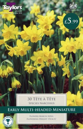 NARCISSI TETE A TETE VALUE BAG