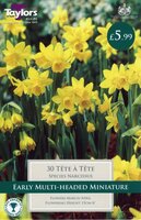NARCISSI TETE A TETE VALUE BAG