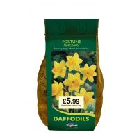 Narcisus Fortune 2kg