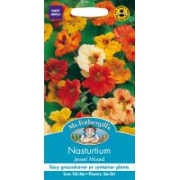 UK/FO-NASTURTIUM Jewel Mixed - image 1