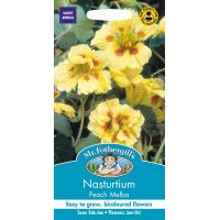 UK/FO-NASTURTIUM Peach Melba - image 1