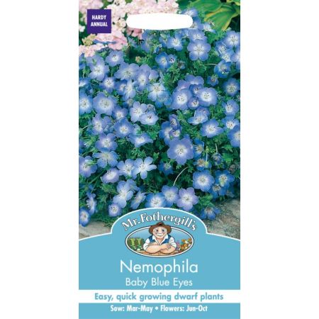 UK/FO-NEMOPHILA Baby Blue Eyes - image 1