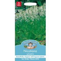 UK/FO-NICOTIANA sylvestris - image 1