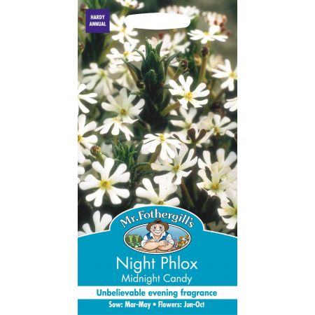 UK/FO-NIGHT PHLOX Midnight Candy - image 1
