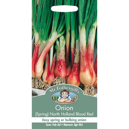 UK/FO-ONION (Spring) North Holland Blood Red - image 1