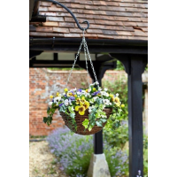 Pansy Hanging Basket 30cm - mixed colours