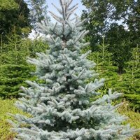 POT GROWN BLUE SPRUCE 3-4ft / 100-125cm - image 1