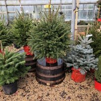 POT GROWN NORDMAN 4-5ft /125-150cm - image 2