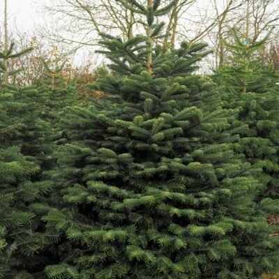 POT GROWN NORDMAN 4-5ft /125-150cm - image 1