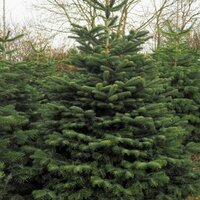 POT GROWN NORDMAN 4-5ft /125-150cm - image 1