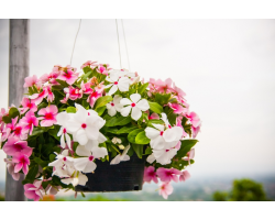 Pots, Containers & Hanging Baskets