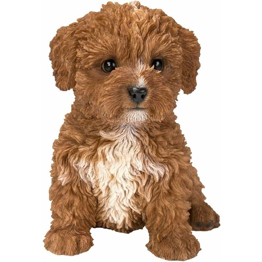chocolate cavapoo
