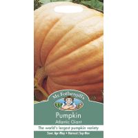UK/FO-PUMPKIN Atlantic Giant - image 2
