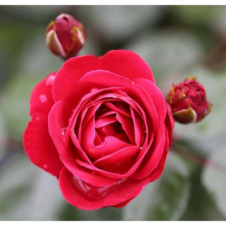 Rose Precious Ruby 3Lt Royalty