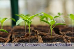 Bulbs
