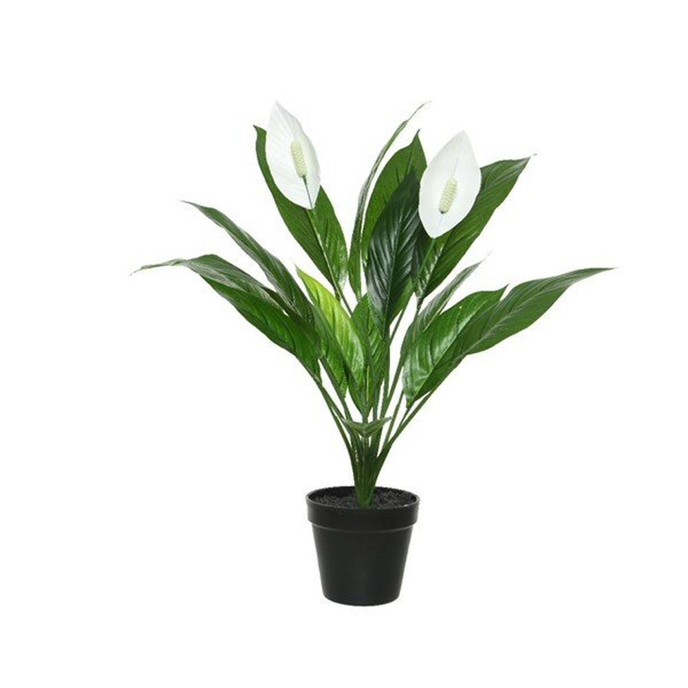 Silk Peace Lily In Pot 57Cm Thirsk Garden Centre