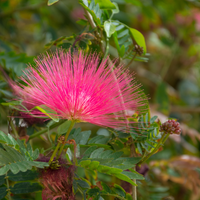 silk tree