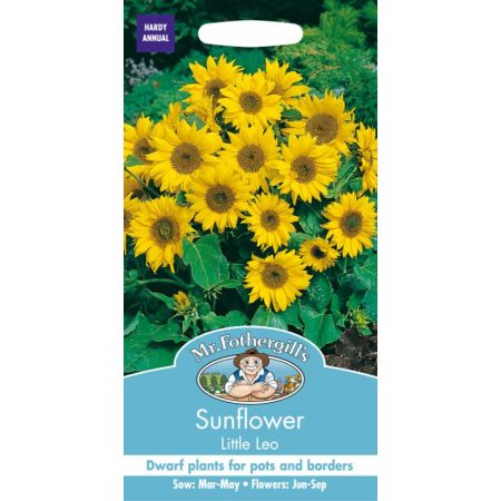 UK/FO-SUNFLOWER Little Leo - image 1