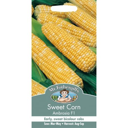 UK/FO-SWEET CORN Ambrosia F1 - image 1