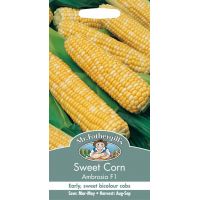 UK/FO-SWEET CORN Ambrosia F1 - image 1