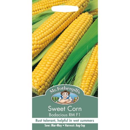 UK/FO-SWEET CORN Bodacious RM F1 - image 1