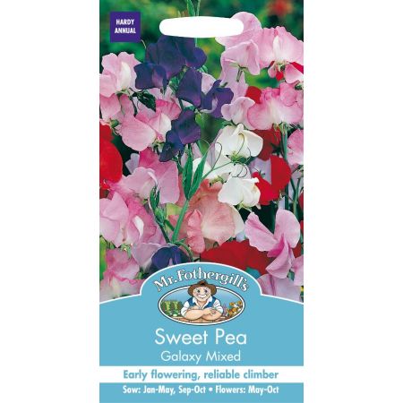 UK/FO-SWEET PEA Galaxy - image 1