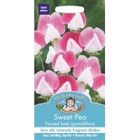 UK/FO-SWEET PEA Painted Lady (grandiflora) - image 1