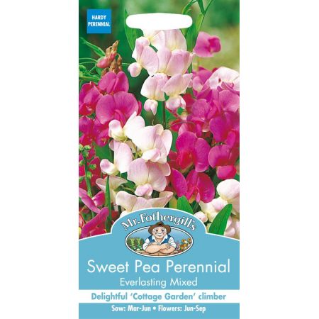 UK/FO-SWEET PEA Perennial Everlasting Mixed - image 1