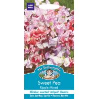 UK/FO-SWEET PEA Ripple Mixed - image 1