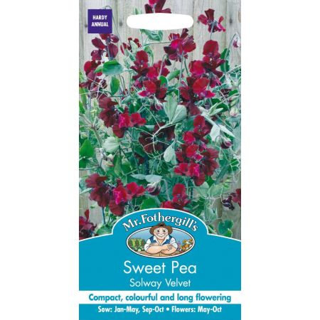 UK/FO-SWEET PEA Solway Velvet - image 1