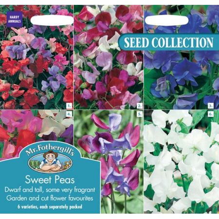 UK/FO-SWEET PEAS COLLECTION - image 1